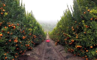 El Litio, poder sostenido para criatura confiable: