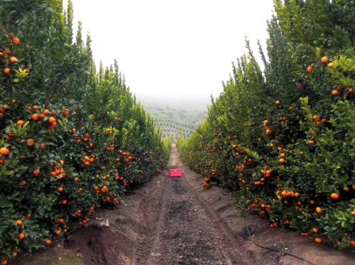 El Litio, poder sostenido para criatura confiable: